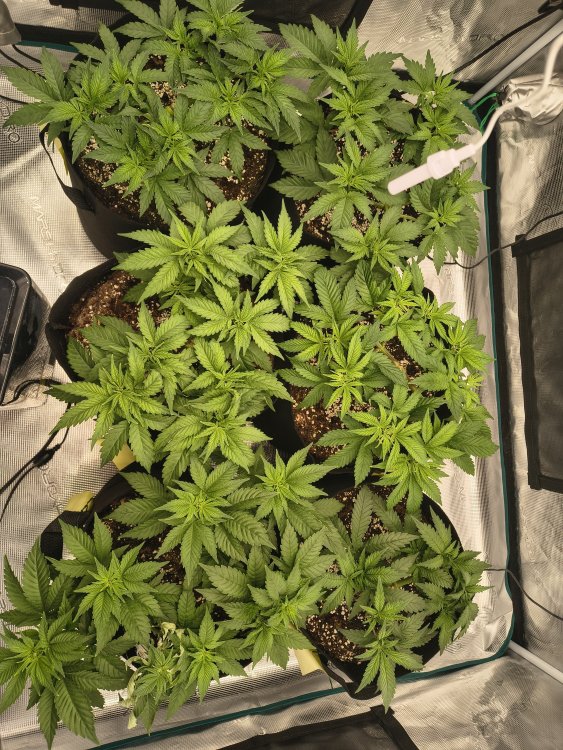 IMG_20260610_143534269_HDR.thumb.jpg.959690595f59b6df4e98ab575e6c24cb.jpg