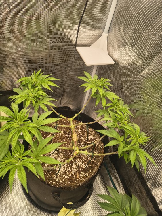 IMG_20260618_120526756_HDR.thumb.jpg.821530a59f8c49028e4b094e3dc95d65.jpg