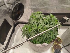 IMG_20260619_211738.jpg