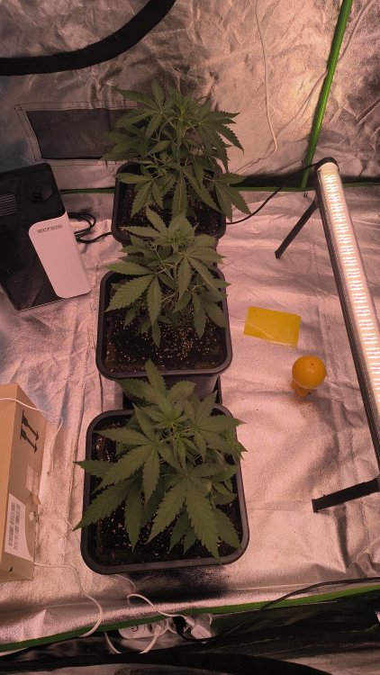 IMG-20260704-WA0055.jpeg