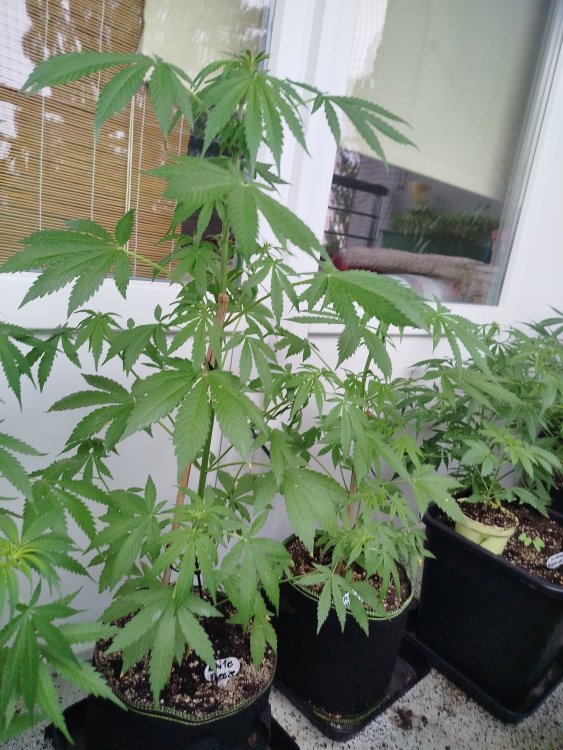 IMG_20260704_191706.jpg