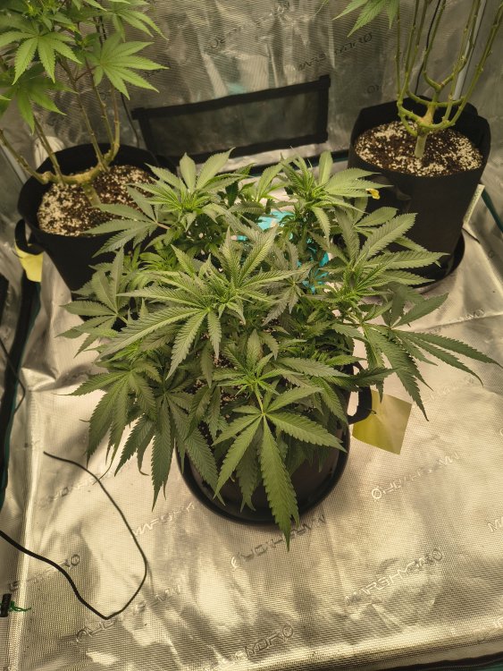 IMG_20260708_153809111_HDR.thumb.jpg.8764e7fba4a26bbb3a521716d5c0a4b4.jpg