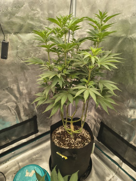 IMG_20260708_153826528_HDR.thumb.jpg.a2b7d13d5e930617ef4b63ef32b6f30c.jpg