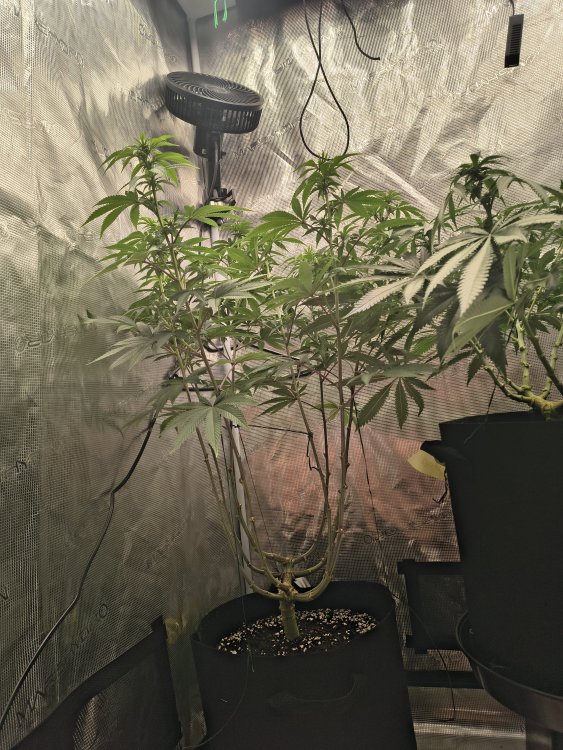 IMG_20260716_020530662_HDR.thumb.jpg.80e6d4b81636793f3bf61593eeb74c68.jpg