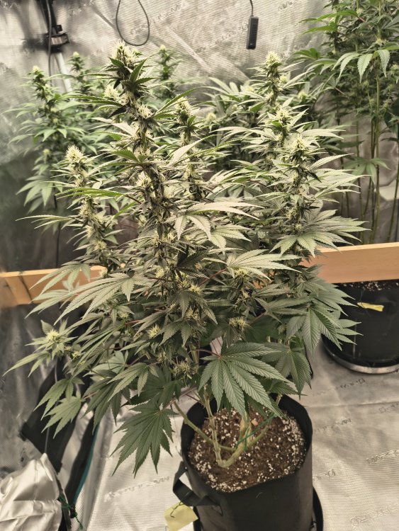 IMG_20260726_222853148_HDR.thumb.jpg.1c7507e2d6b5e9c63b5ce0c75f3c5826.jpg