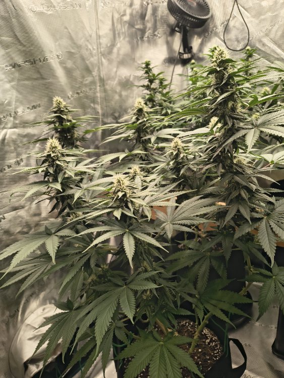 IMG_20260726_225546981_HDR.thumb.jpg.ef11f15a467f1dd1be1a779a66c6e43b.jpg