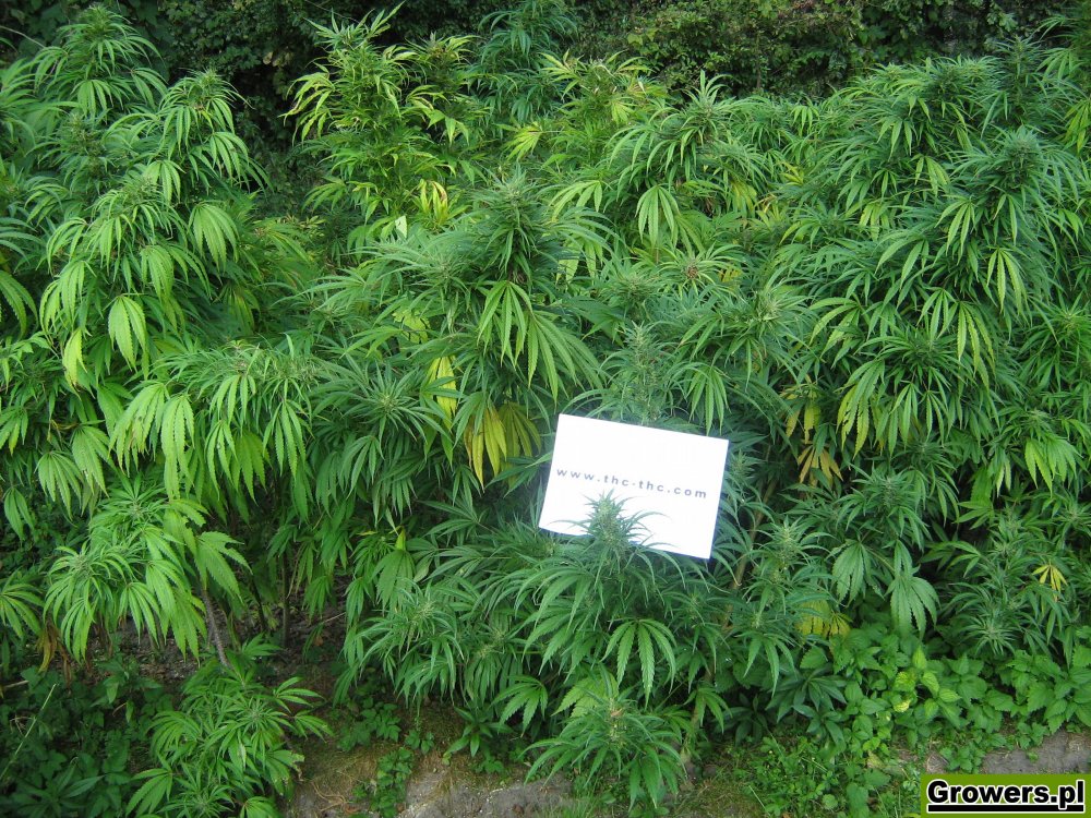 rudealis-skunk-i-big-poison-od-thc-thc-1.jpg