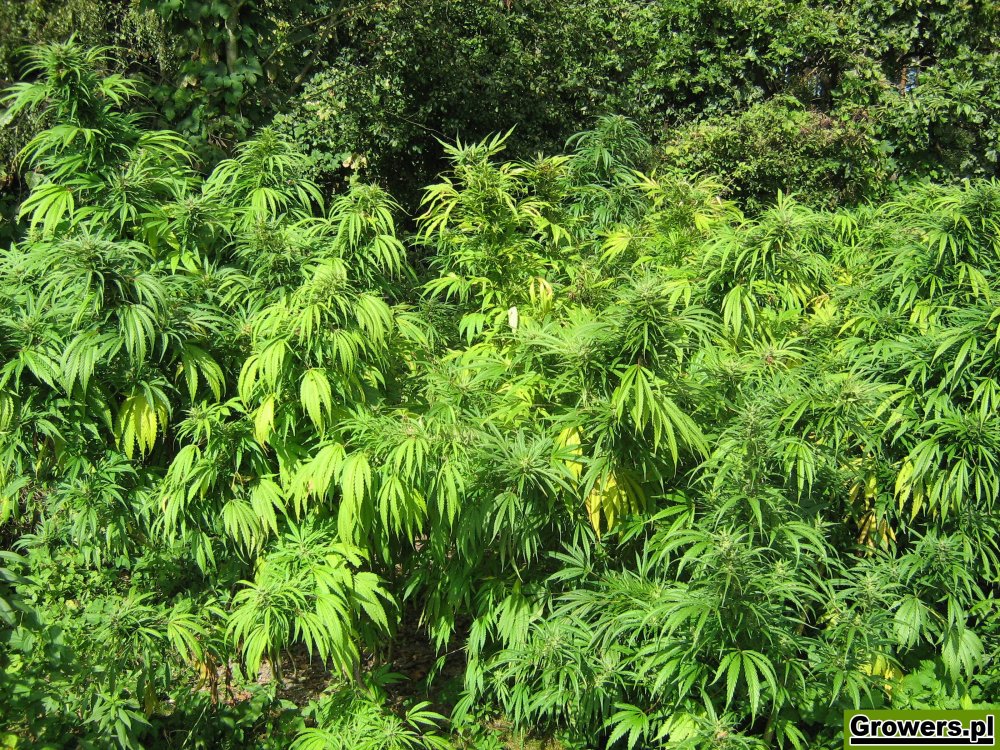 rudealis-skunk-i-big-poison-od-thc-thc-2.jpg