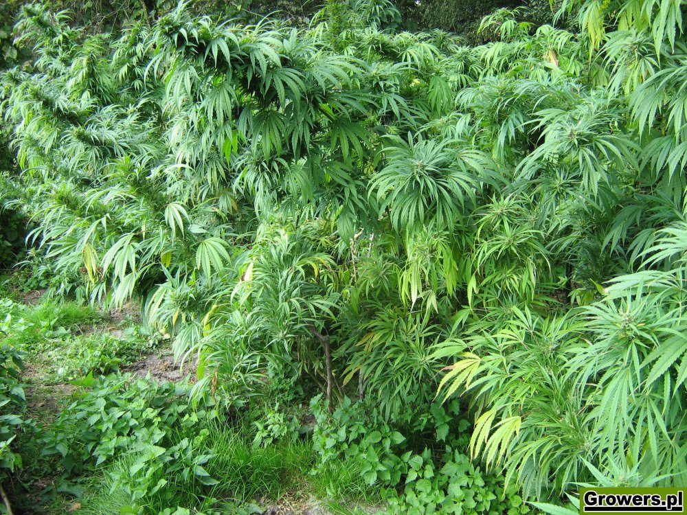 rudealis-skunk-i-big-poison-od-thc-thc-3.jpg