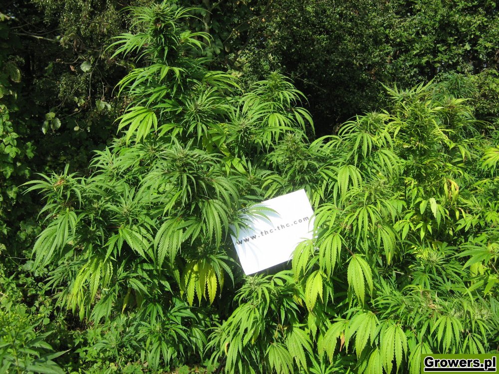 rudealis-skunk-i-big-poison-od-thc-thc-4.jpg