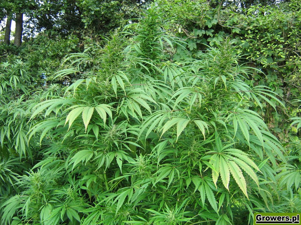 rudealis-skunk-i-big-poison-od-thc-thc-5.jpg