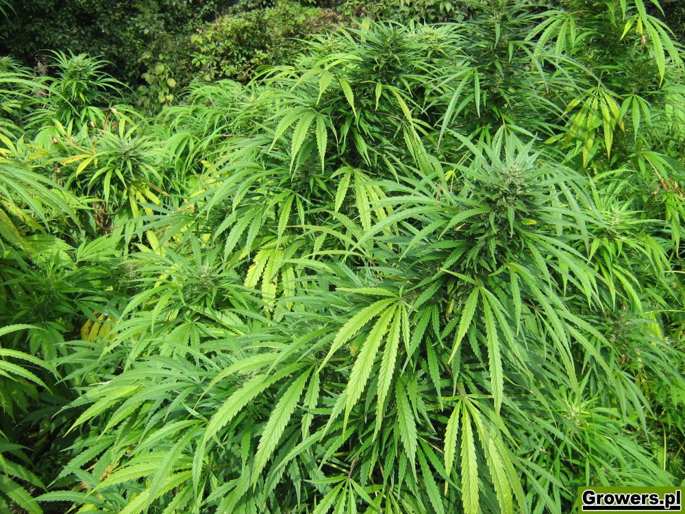 rudealis-skunk-i-big-poison-od-thc-thc-6.jpg