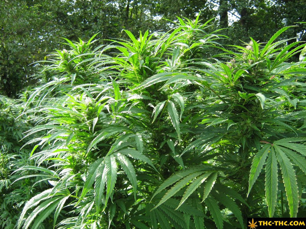 rudealis-skunk-od-thc-thc-10.jpg