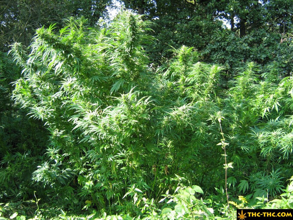 rudealis-skunk-od-thc-thc-11.jpg