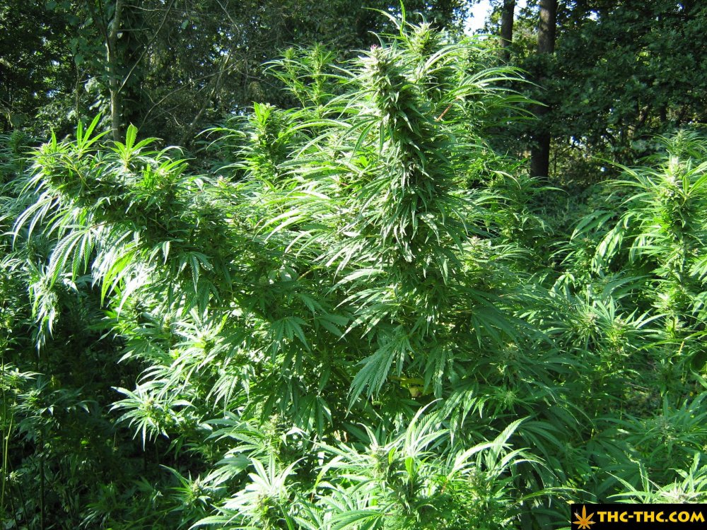 rudealis-skunk-od-thc-thc-12.jpg