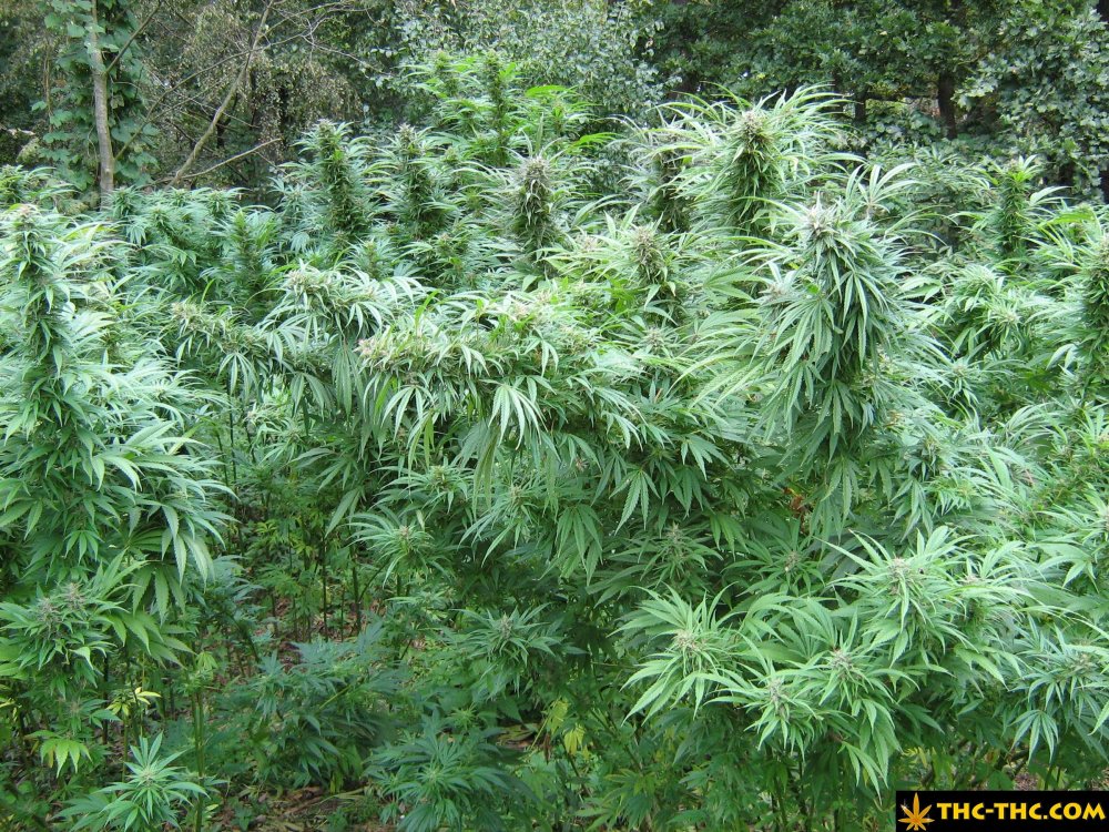 rudealis-skunk-od-thc-thc-13.jpg