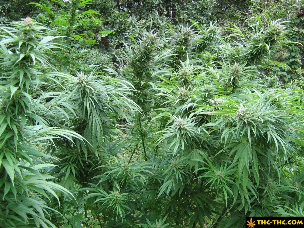 rudealis-skunk-od-thc-thc-14.jpg