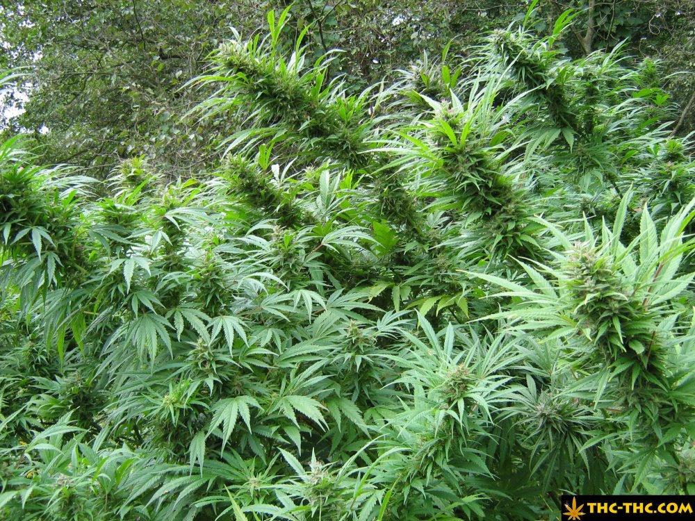 rudealis-skunk-od-thc-thc-15.jpg