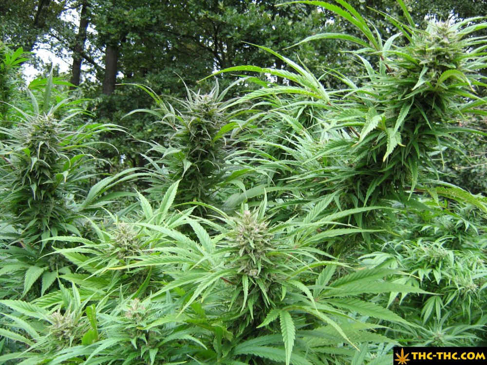 rudealis-skunk-od-thc-thc-16.jpg