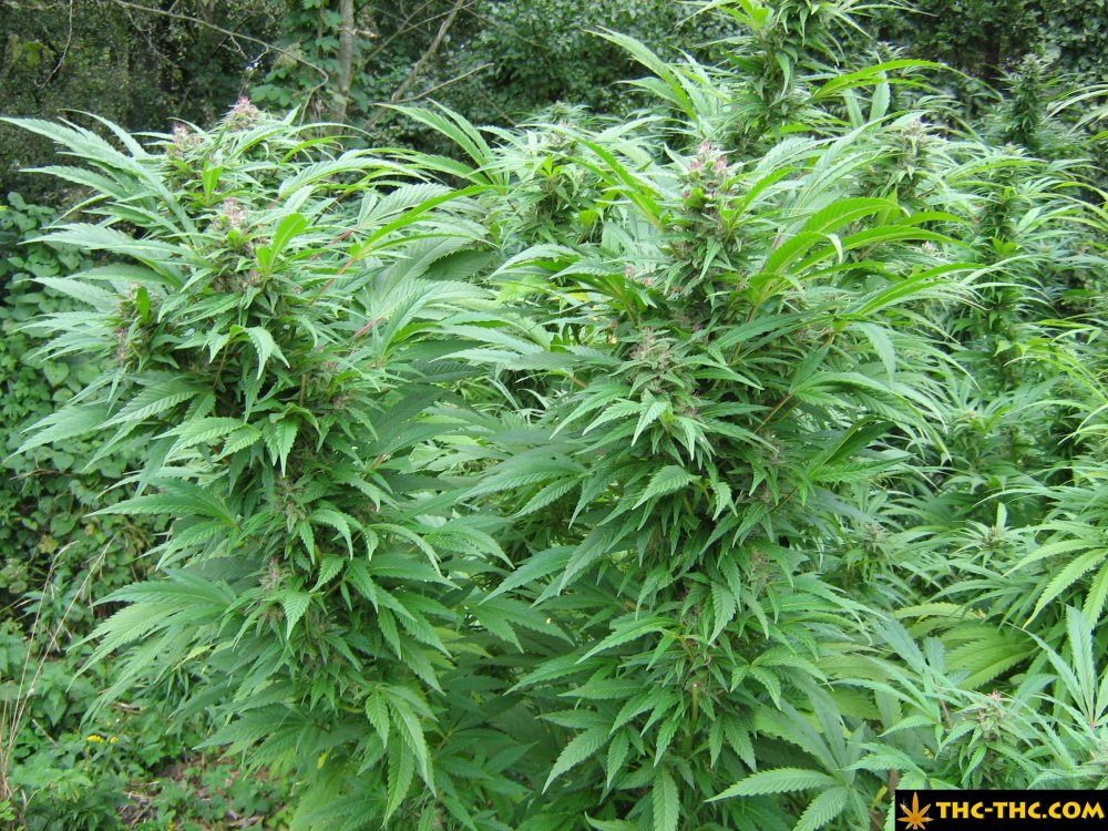 rudealis-skunk-od-thc-thc-17.jpg