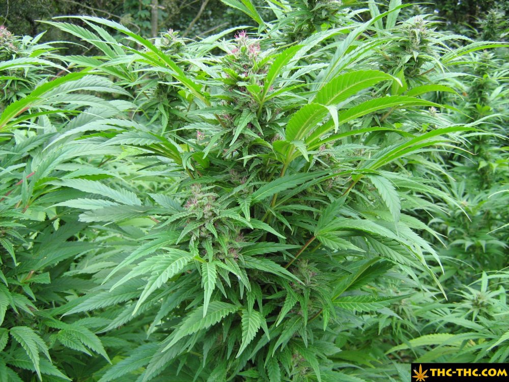 rudealis-skunk-od-thc-thc-18.jpg