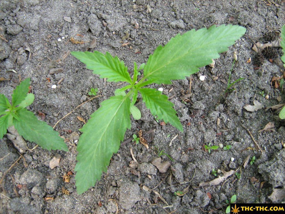 rudealis-skunk-od-thc-thc-2.jpg
