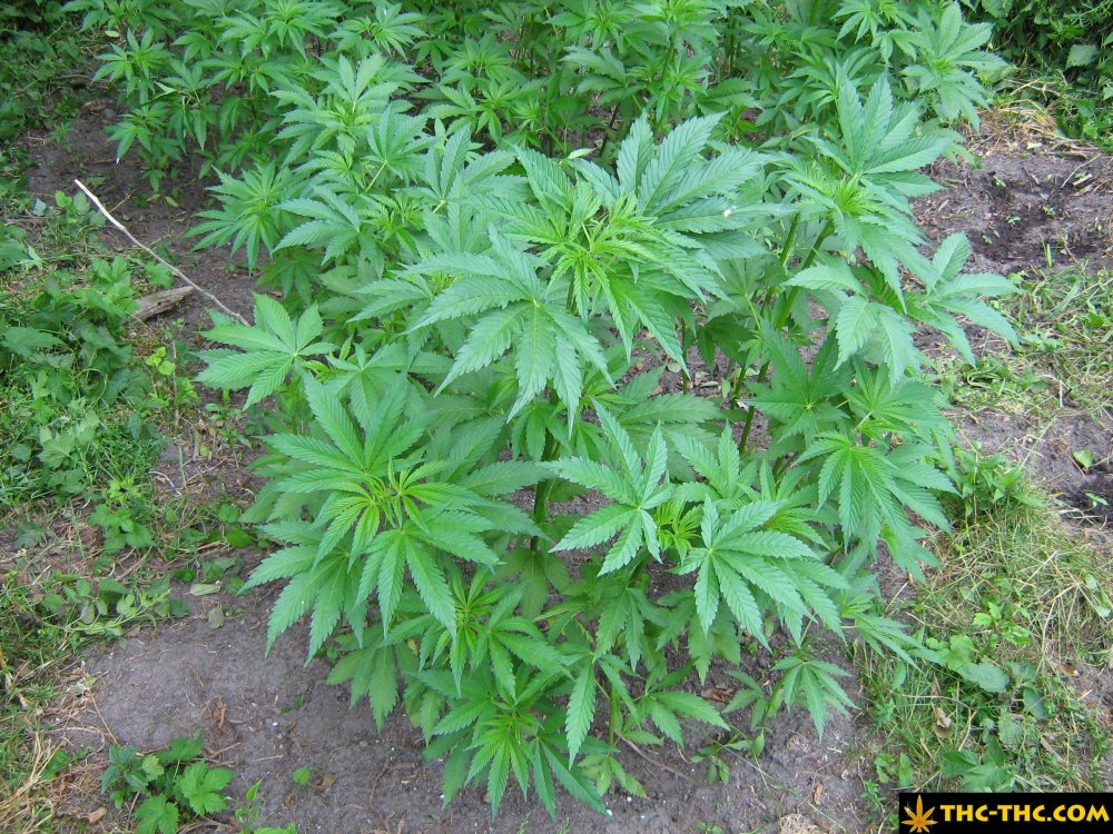 rudealis-skunk-od-thc-thc-3.jpg