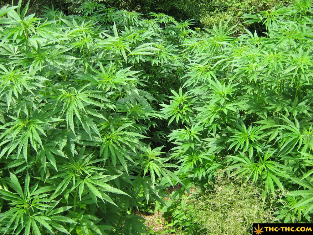 rudealis-skunk-od-thc-thc-4.jpg