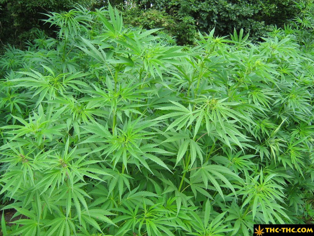 rudealis-skunk-od-thc-thc-5.jpg
