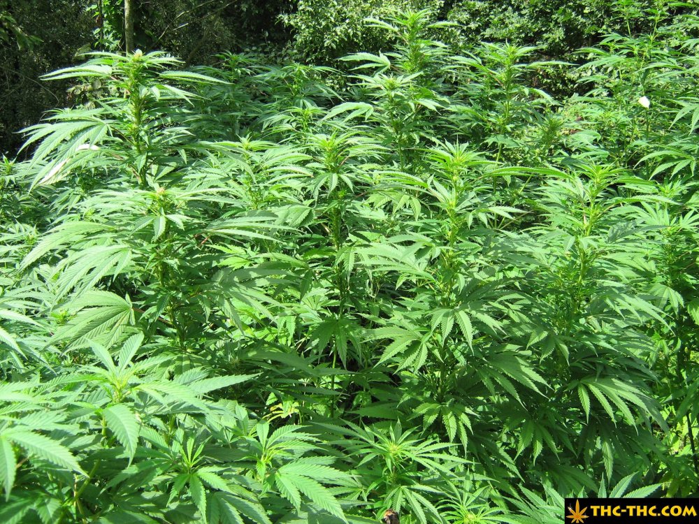 rudealis-skunk-od-thc-thc-6.jpg