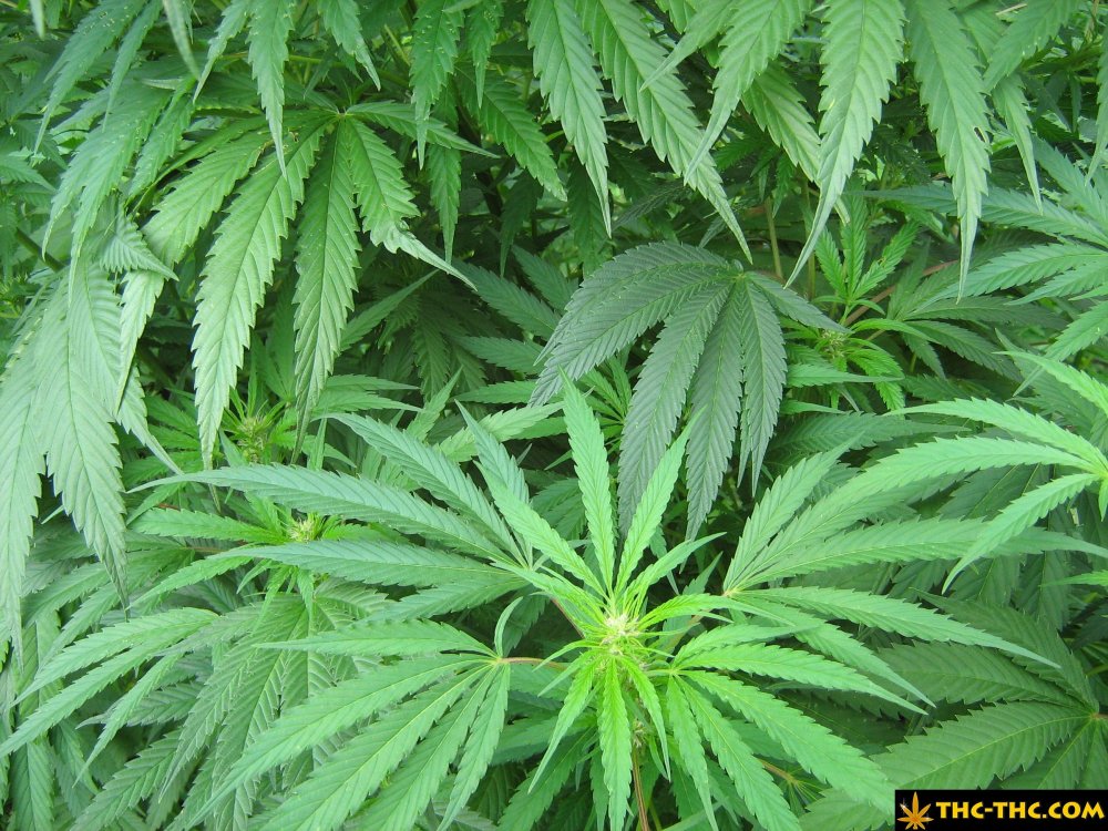 rudealis-skunk-od-thc-thc-7.jpg