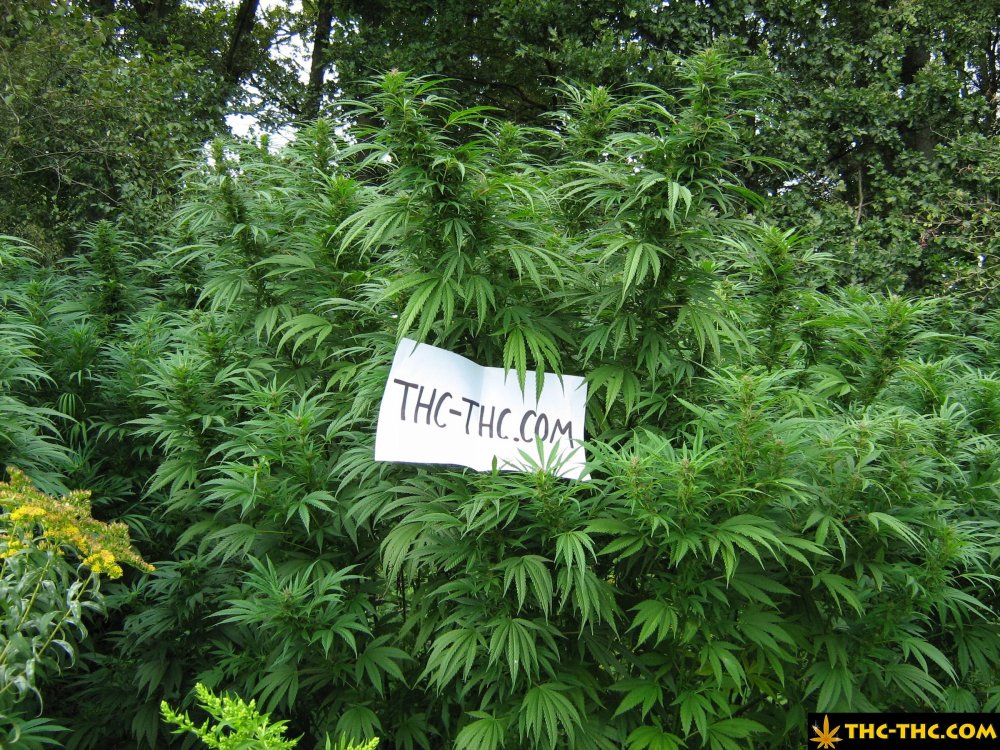 rudealis-skunk-od-thc-thc-8.jpg