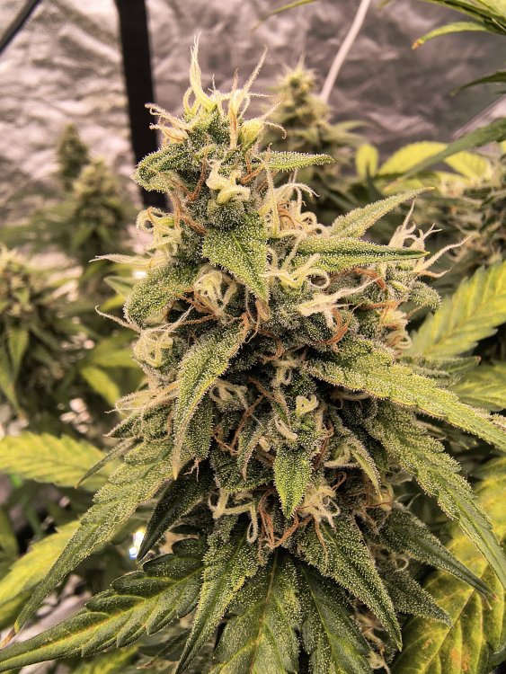 IMG_20260808_124034970_HDR.jpg