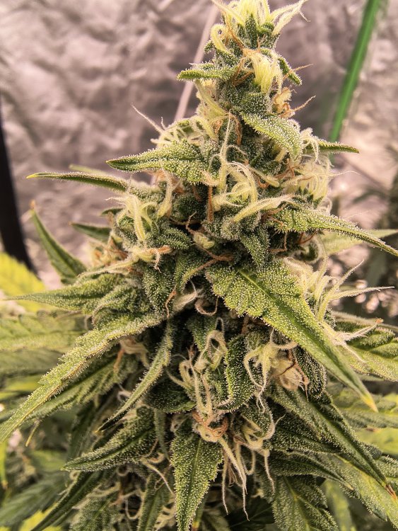 IMG_20260808_124039502_HDR.jpg