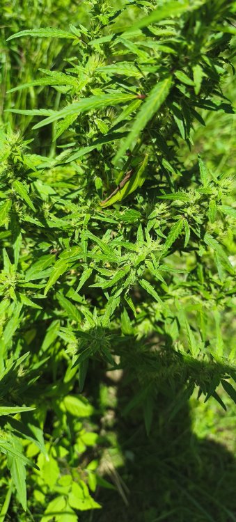 IMG_20260809_102622.jpg