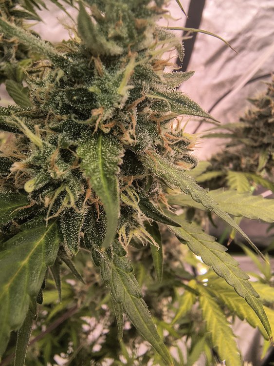 IMG_20260818_085602049_HDR.jpg