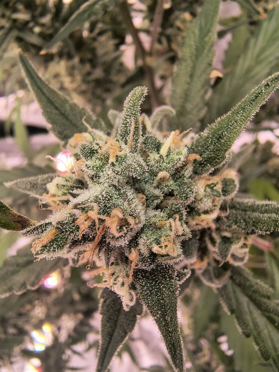 IMG_20260818_085905553_HDR.jpg