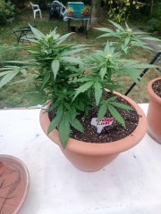 IMG_20260822_115507.jpg