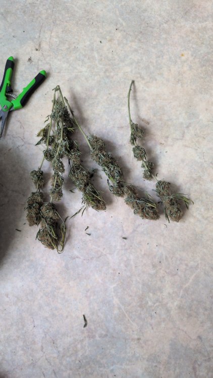 IMG-20260919-WA0050.jpeg