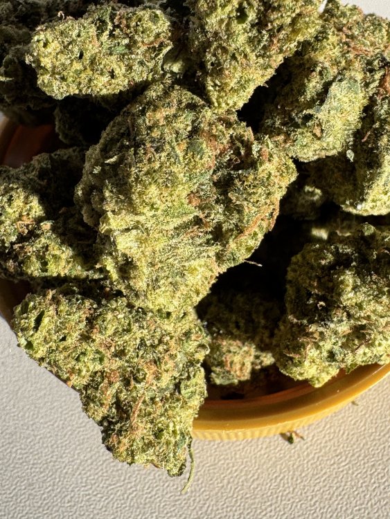 Ultra Jack Haze Canopy Growth