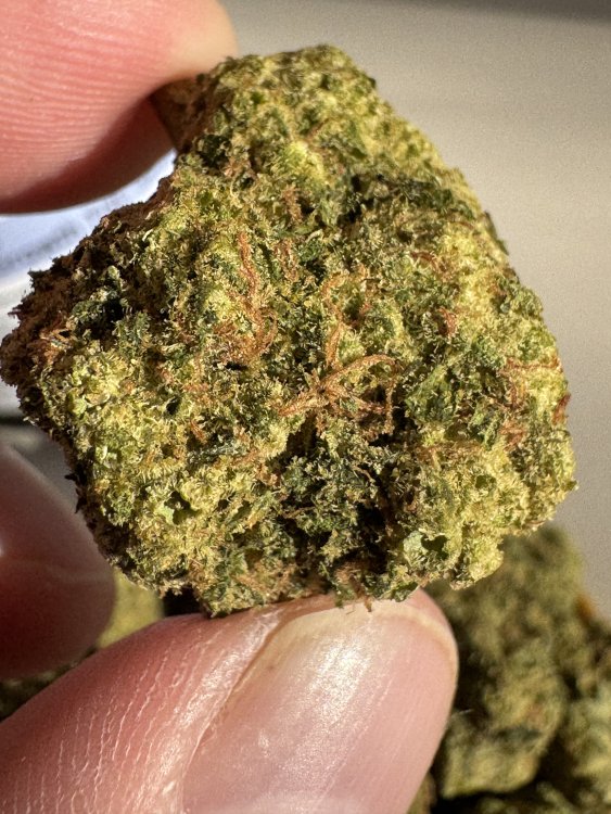 Ultra Jack Haze