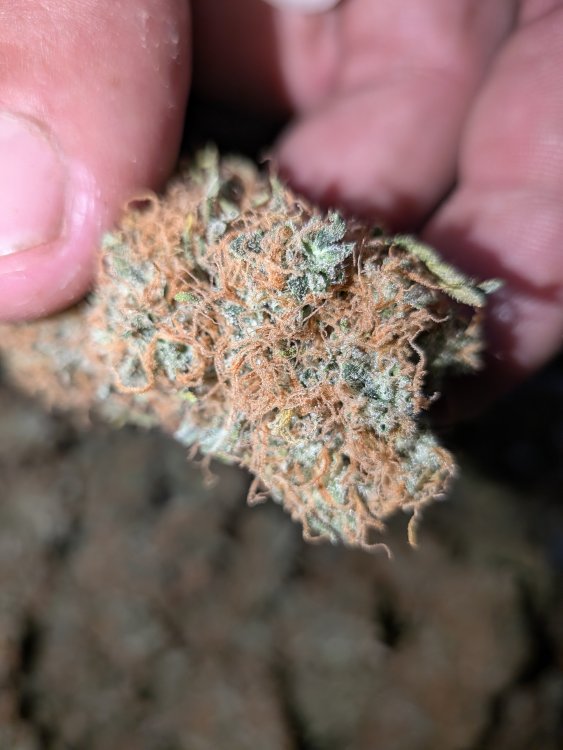 PXL_20260919_153234210.MACRO_FOCUS.jpg
