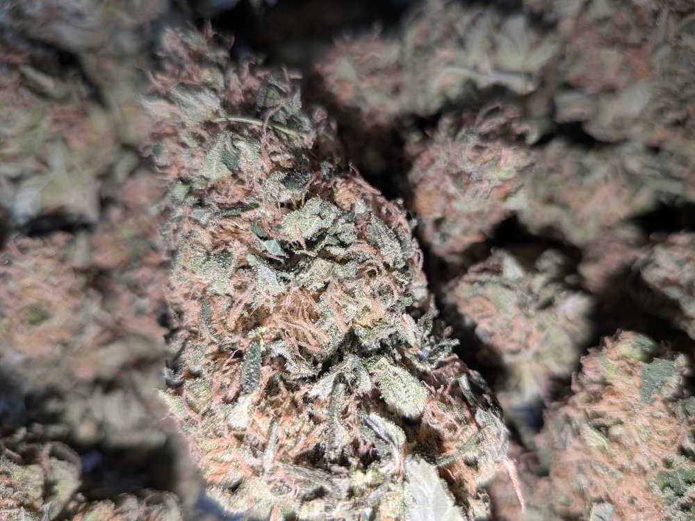 PXL_20260919_155106712.MACRO_FOCUS.jpg