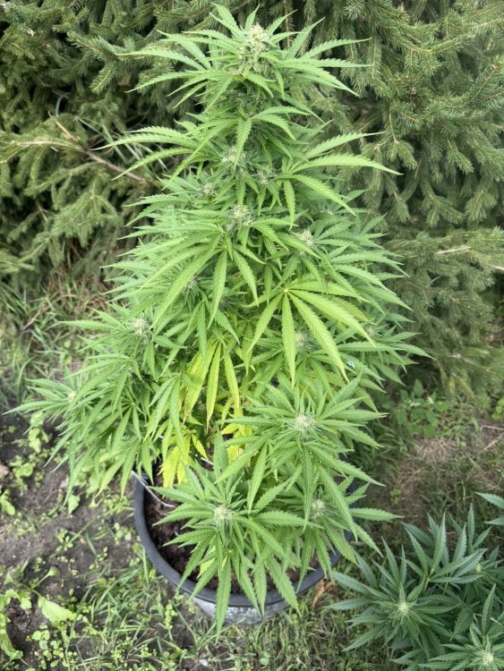 Snapchat-788122453.jpg