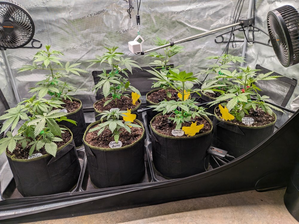 PXL_20261009_181350157.MP.jpg