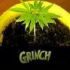 GrinchS